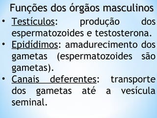 Funções dos órgãos masculinosFunções dos órgãos masculinos
• Testículos: produção dos
espermatozoides e testosterona.
• Epidídimos: amadurecimento dos
gametas (espermatozoides são
gametas).
• Canais deferentes: transporte
dos gametas até a vesícula
seminal.
 
