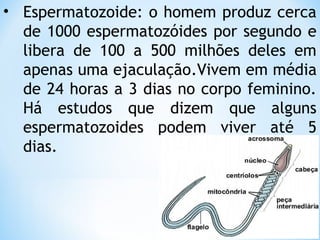 • Espermatozoide: o homem produz cerca
de 1000 espermatozóides por segundo e
libera de 100 a 500 milhões deles em
apenas uma ejaculação.Vivem em média
de 24 horas a 3 dias no corpo feminino.
Há estudos que dizem que alguns
espermatozoides podem viver até 5
dias.
 