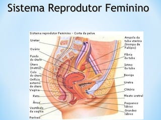 Sistema Reprodutor FemininoSistema Reprodutor Feminino
 