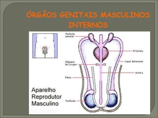 ÓRGÃOS GENITAIS MASCULINOS
         INTERNOS
 