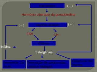 Hipotálamo         (–)

            Hormônio Liberador da gonadotrofina


          (–)          Hipófise anterior    (–)


                 FSH                 LH

                        Ovários
Inibina
                       Estrogênios

                                              Desenvolv.das
 Desenvolv. Do   Deposição de gordura das
                                              mamas
 óvulo           coxas e nádegas
 