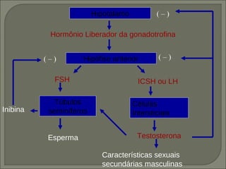 Hipotálamo           (–)

           Hormônio Liberador da gonadotrofina


          (–)        Hipófise anterior         (–)


            FSH                        ICSH ou LH

             Túbulos                  Células
Inibina    seminíferos                Intersticiais


           Esperma                     Testosterona

                           Características sexuais
                           secundárias masculinas
 