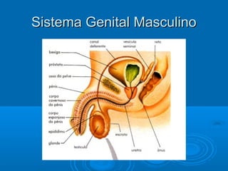 Sistema Genital Masculino

 