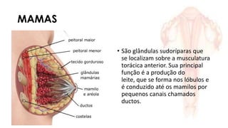 MAMAS
• São glândulas sudoríparas que
se localizam sobre a musculatura
torácica anterior. Sua principal
função é a produção do
leite, que se forma nos lóbulos e
é conduzido até os mamilos por
pequenos canais chamados
ductos.
 
