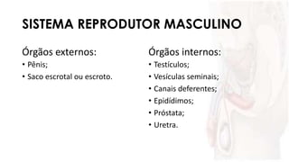 SISTEMA REPRODUTOR MASCULINO
Órgãos externos:
• Pênis;
• Saco escrotal ou escroto.
Órgãos internos:
• Testículos;
• Vesículas seminais;
• Canais deferentes;
• Epidídimos;
• Próstata;
• Uretra.
 