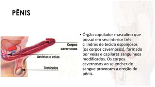 PÊNIS
• Órgão copulador masculino que
possui em seu interior três
cilindros de tecido esponjosos
(os corpos cavernosos), formado
por veias e capilares sanguíneos
modificados. Os corpos
cavernosos ao se encher de
sangue provocam a ereção do
pênis.
 