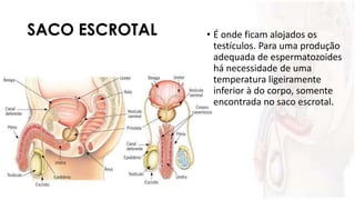 SACO ESCROTAL • É onde ficam alojados os
testículos. Para uma produção
adequada de espermatozoides
há necessidade de uma
temperatura ligeiramente
inferior à do corpo, somente
encontrada no saco escrotal.
 