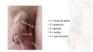 • 1 = corpo do pênis;
• 2 = prepúcio;
• 3 = glande;
• 4 = meato;
• 5 = saco escrotal.
 