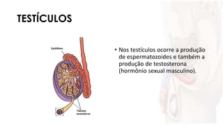 TESTÍCULOS
• Nos testículos ocorre a produção
de espermatozoides e também a
produção de testosterona
(hormônio sexual masculino).
 