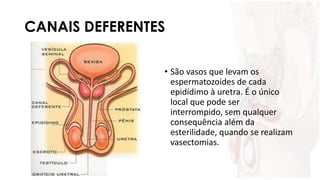 CANAIS DEFERENTES
• São vasos que levam os
espermatozoides de cada
epidídimo à uretra. É o único
local que pode ser
interrompido, sem qualquer
consequência além da
esterilidade, quando se realizam
vasectomias.
 