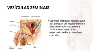 VESÍCULAS SEMINAIS
• São duas glândulas responsáveis
por produzir um líquido denso e
esbranquiçado, destinado a
facilitar o transporte dos
espermatozoides e mantê-los
com vida.
 