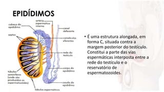 EPIDÍDIMOS
• É uma estrutura alongada, em
forma C, situada contra a
margem posterior do testículo.
Constitui a parte das vias
espermáticas interposta entre a
rede do testículo e o
reservatório de
espermatozoides.
 