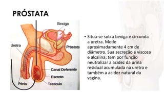 PRÓSTATA
• Situa-se sob a bexiga e circunda
a uretra. Mede
aproximadamente 4 cm de
diâmetro. Sua secreção é viscosa
e alcalina; tem por função
neutralizar a acidez da urina
residual acumulada na uretra e
também a acidez natural da
vagina.
 