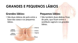 GRANDES E PEQUENOS LÁBIOS
Grandes lábios:
• São duas dobras de pele entre a
base das coxas e os pequenos
lábios.
Pequenos lábios:
• São também duas dobras finas
de pele, que ficam entre o
vestíbulo vaginal e os grandes
lábios.
 