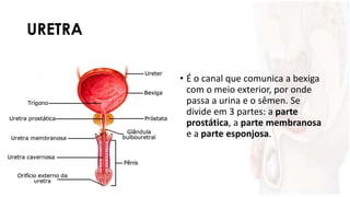 URETRA
• É o canal que comunica a bexiga
com o meio exterior, por onde
passa a urina e o sêmen. Se
divide em 3 partes: a parte
prostática, a parte membranosa
e a parte esponjosa.
 