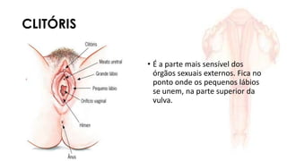 CLITÓRIS
• É a parte mais sensível dos
órgãos sexuais externos. Fica no
ponto onde os pequenos lábios
se unem, na parte superior da
vulva.
 
