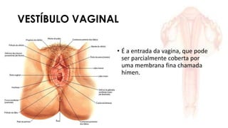 VESTÍBULO VAGINAL
• É a entrada da vagina, que pode
ser parcialmente coberta por
uma membrana fina chamada
hímen.
 