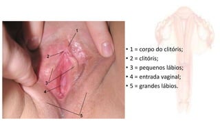 • 1 = corpo do clitóris;
• 2 = clitóris;
• 3 = pequenos lábios;
• 4 = entrada vaginal;
• 5 = grandes lábios.
 