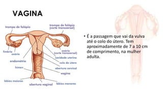 VAGINA
• É a passagem que vai da vulva
até o colo do útero. Tem
aproximadamente de 7 a 10 cm
de comprimento, na mulher
adulta.
 