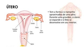 ÚTERO
• Tem a forma e o tamanho
aproximados de uma pêra.
Durante uma gravidez, o útero
se expande e o feto se
desenvolve em seu interior.
 