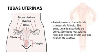 TUBAS UTERINAS
• Anteriormente chamadas de
trompas de Falópio. São
duas, uma de cada lado do
útero. São tubos musculares
finos por onde os óvulos vão dos
ovários até o útero.
 