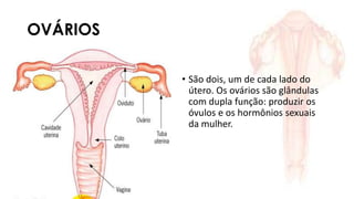 OVÁRIOS
• São dois, um de cada lado do
útero. Os ovários são glândulas
com dupla função: produzir os
óvulos e os hormônios sexuais
da mulher.
 