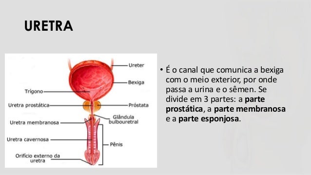 Sistema reprodutor (masculino e feminino)