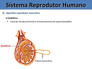 2) Aparelho reprodutor masculino
c) Epidídimo
 Local de amadurecimento e armazenamento de espermatozóides.
Sistema Reprodutor HumanoSistema Reprodutor Humano
Epidídimo
Túbulo Seminífero
 