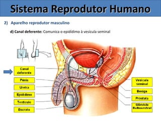 2) Aparelho reprodutor masculino
d) Canal deferente: Comunica o epidídimo à vesícula seminal
Sistema Reprodutor HumanoSistema Reprodutor Humano
 
