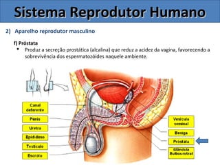 2) Aparelho reprodutor masculino
f) Próstata
 Produz a secreção prostática (alcalina) que reduz a acidez da vagina, favorecendo a
sobrevivência dos espermatozóides naquele ambiente.
Sistema Reprodutor HumanoSistema Reprodutor Humano
 