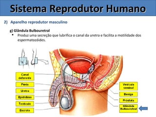 2) Aparelho reprodutor masculino
g) Glândula Bulbouretral
 Produz uma secreção que lubrifica o canal da uretra e facilita a motilidade dos
espermatozóides.
Sistema Reprodutor HumanoSistema Reprodutor Humano
 