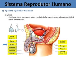 2) Aparelho reprodutor masculino
h) Uretra
 Canal que comunica o sistema excretor (micção) e o sistema reprodutor (ejaculação)
com o meio externo.
Sistema Reprodutor HumanoSistema Reprodutor Humano
 