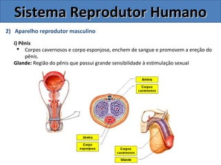 2) Aparelho reprodutor masculino
i) Pênis
 Corpos cavernosos e corpo esponjoso, enchem de sangue e promovem a ereção do
pênis.
Glande: Região do pênis que possui grande sensibilidade à estimulação sexual
Sistema Reprodutor HumanoSistema Reprodutor Humano
 