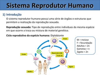 1) Introdução
O sistema reprodutor humano possui uma série de órgãos e estruturas que
permitem a realização da reprodução sexuada.
Reprodução sexuada: Tipo de reprodução entre indivíduos da mesma espécie
em que ocorre a troca ou mistura de material genético.
Ciclo reprodutivo da espécie humana: Diplobionte
Sistema Reprodutor HumanoSistema Reprodutor Humano
M = meiose
F = fecundação
Adultos = 2n
Gametas = n
Zigoto = 2n
 