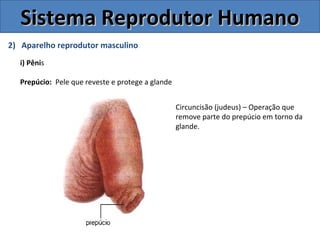 2) Aparelho reprodutor masculino
i) Pênis
Prepúcio: Pele que reveste e protege a glande
Sistema Reprodutor HumanoSistema Reprodutor Humano
Circuncisão (judeus) – Operação que
remove parte do prepúcio em torno da
glande.
 