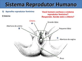 3) Aparelho reprodutor feminino
I) Externo
Sistema Reprodutor HumanoSistema Reprodutor Humano
Ânus
Abertura da vagina
Pequeno lábio
Grande lábio
Clitóris
Abertura da uretra
Você homem conhece o sistema
reprodutor feminino?
Responda: Aonde está o clitóris?
A
B
C
 