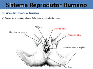 3) Aparelho reprodutor feminino
a) Pequenos e grandes lábios: Delimitam a entrada da vagina
Sistema Reprodutor HumanoSistema Reprodutor Humano
Ânus
Abertura da vagina
Pequeno lábio
Grande lábio
Clitóris
Abertura da uretra
 