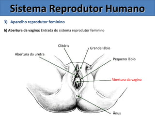 3) Aparelho reprodutor feminino
b) Abertura da vagina: Entrada do sistema reprodutor feminino
Sistema Reprodutor HumanoSistema Reprodutor Humano
Ânus
Abertura da vagina
Pequeno lábio
Grande lábio
Clitóris
Abertura da uretra
 