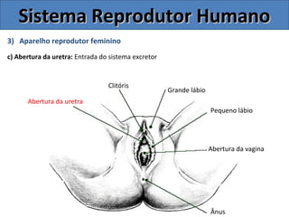 3) Aparelho reprodutor feminino
c) Abertura da uretra: Entrada do sistema excretor
Sistema Reprodutor HumanoSistema Reprodutor Humano
Ânus
Abertura da vagina
Pequeno lábio
Grande lábio
Clitóris
Abertura da uretra
 