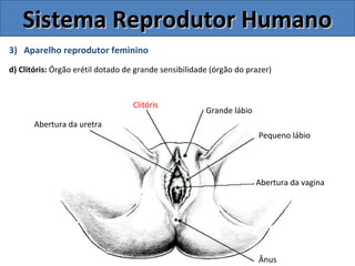 3) Aparelho reprodutor feminino
d) Clitóris: Órgão erétil dotado de grande sensibilidade (órgão do prazer)
Sistema Reprodutor HumanoSistema Reprodutor Humano
Ânus
Abertura da vagina
Pequeno lábio
Grande lábio
Clitóris
Abertura da uretra
 