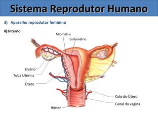 3) Aparelho reprodutor feminino
II) Interno
Sistema Reprodutor HumanoSistema Reprodutor Humano
Colo do Útero
Canal da vagina
Útero
Tuba Uterina
Ovário
Endométrio
Miométrio
Hímen
 