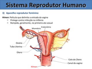 3) Aparelho reprodutor feminino
Hímen: Película que delimita a entrada da vagina
o Protege contra infecção na infância
o Rompido, geralmente, no primeiro ato sexual
Sistema Reprodutor HumanoSistema Reprodutor Humano
Colo do Útero
Canal da vagina
Útero
Tuba Uterina
Ovário
Endométrio
Miométrio
Hímen
 