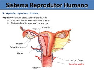 3) Aparelho reprodutor feminino
Vagina: Comunica o útero com o meio externo
o Possui em média 10 cm de comprimento
o Dilata-se durante o parto e o ato sexual
Sistema Reprodutor HumanoSistema Reprodutor Humano
Colo do Útero
Canal da vagina
Útero
Tuba Uterina
Ovário
Endométrio
Miométrio
Hímen
 