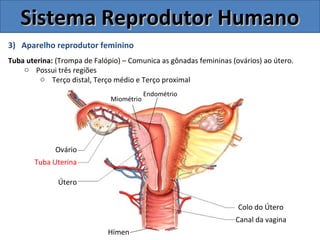 3) Aparelho reprodutor feminino
Tuba uterina: (Trompa de Falópio) – Comunica as gônadas femininas (ovários) ao útero.
o Possui três regiões
o Terço distal, Terço médio e Terço proximal
Sistema Reprodutor HumanoSistema Reprodutor Humano
Colo do Útero
Canal da vagina
Útero
Tuba Uterina
Ovário
Endométrio
Miométrio
Hímen
 