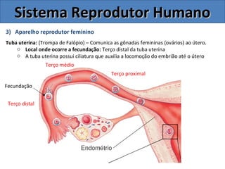 3) Aparelho reprodutor feminino
Tuba uterina: (Trompa de Falópio) – Comunica as gônadas femininas (ovários) ao útero.
o Local onde ocorre a fecundação: Terço distal da tuba uterina
o A tuba uterina possui ciliatura que auxilia a locomoção do embrião até o útero
Sistema Reprodutor HumanoSistema Reprodutor Humano
Fecundação
Terço distal
Terço médio
Terço proximal
 