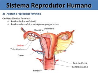3) Aparelho reprodutor feminino
Ovários: Gônadas femininas
o Produz óvulos (ovócito II)
o Produz os hormônios estrógeno e progesterona.
Sistema Reprodutor HumanoSistema Reprodutor Humano
Colo do Útero
Canal da vagina
Útero
Tuba Uterina
Ovário
Endométrio
Miométrio
Hímen
 