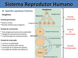 3) Aparelho reprodutor feminino
Ovogênese
Sistema Reprodutor HumanoSistema Reprodutor Humano
Mitose (E!)
Ovogônias (2n)
Ovócito Primário (2n)
Ovogônia (2n)
Período
Germinativo
Período
de
Crescimento
Período
de Maturação
1º corpúsculo polar
2º corpúsculo
polar
Meiose (R!)
Período germinativo
 Ocorre no feto
 Divsões mitóticas das ovogônias
Período de crescimento
 Este estágio permanece até a puberdade
 Ovogônias aumentam de tamanho
 Transformação em ovócito primário
Período de maturação
 Inicia-se na puberdade
 Ovócito primário sofre meiose
 Formação de 3 corpúsculos polares
 Formação do ovócito secundário (n)
Ovócito Secundário (n)
 