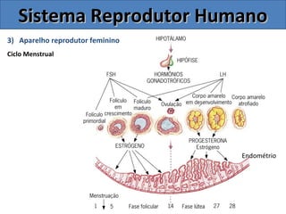 3) Aparelho reprodutor feminino
Ciclo Menstrual
Sistema Reprodutor HumanoSistema Reprodutor Humano
Endométrio
 
