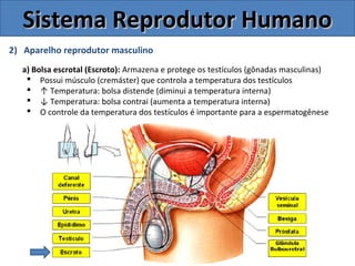 2) Aparelho reprodutor masculino
a) Bolsa escrotal (Escroto): Armazena e protege os testículos (gônadas masculinas)
 Possui músculo (cremáster) que controla a temperatura dos testículos
 ↑ Temperatura: bolsa distende (diminui a temperatura interna)
 ↓ Temperatura: bolsa contrai (aumenta a temperatura interna)
 O controle da temperatura dos testículos é importante para a espermatogênese
Sistema Reprodutor HumanoSistema Reprodutor Humano
 