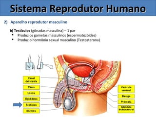2) Aparelho reprodutor masculino
b) Testículos (gônadas masculina) – 1 par
 Produz os gametas masculinos (espermatozóides)
 Produz o hormônio sexual masculino (Testosterona)
Sistema Reprodutor HumanoSistema Reprodutor Humano
 